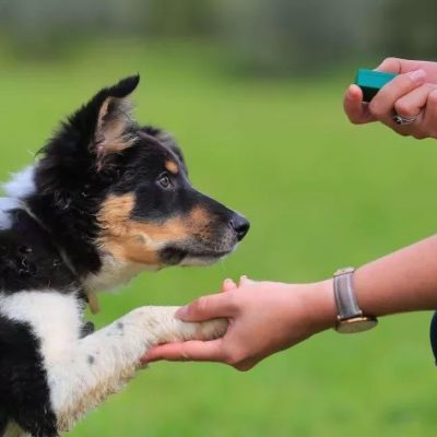 Clickertraining